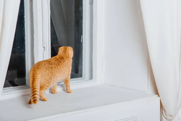 Katt Hemma Scottish Vik Katt Skapa Livet Med Husdjur Sällskapsdjur — Stockfoto