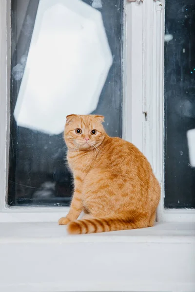 Evde Kedi Var Skoç Katlı Kedi Cinsi Evcil Hayvanla Hayat — Stok fotoğraf