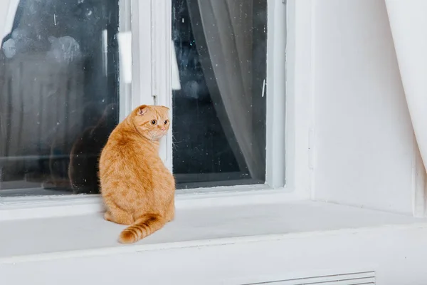 Cat at home. Scottish Fold cat breed. Life with pet. Pet friendly. Red cat with yellow eyes