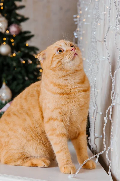 받으세요 크리스마스 그리고 스코티시폴드 초상화를 키우는 고양이 — 스톡 사진