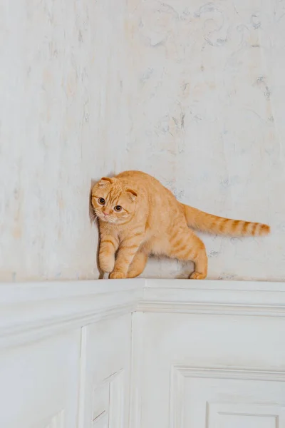 Kot Domu Scottish Fold Rasy Kotów Życie Zwierzętami Przyjazny Zwierzętom — Zdjęcie stockowe
