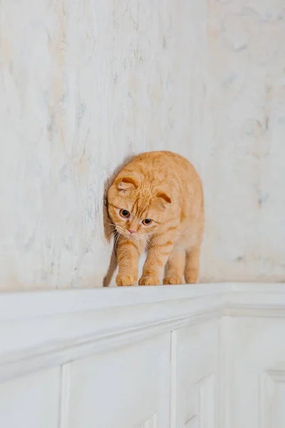 Кішка Вдома Шотландська Порода Кішок Життя Домашнім Улюбленцем Дружелюбна Червоний — стокове фото