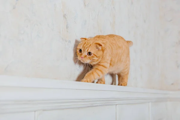 Cat Home Scottish Fold Cat Breed Life Pet Pet Friendly — Stock Photo, Image