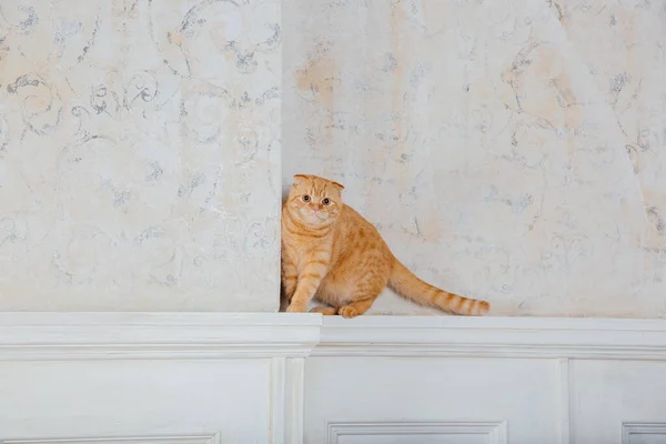 Gato Casa Scottish Fold Raça Gato Vida Com Animal Estimação — Fotografia de Stock