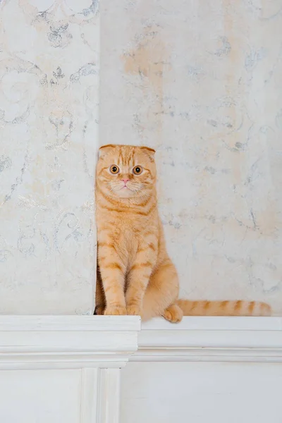 Katze Hause Scottish Fold Katzenrasse Leben Mit Haustier Haustierfreundlich Rote — Stockfoto