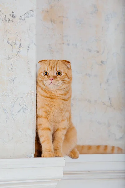 Gato Casa Scottish Fold Raza Gato Vida Con Mascota Aceptan —  Fotos de Stock