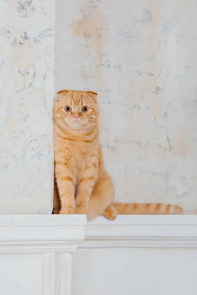 Katt Hemma Scottish Vik Katt Skapa Livet Med Husdjur Sällskapsdjur — Stockfoto