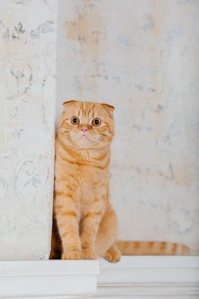 Evde Kedi Var Skoç Katlı Kedi Cinsi Evcil Hayvanla Hayat — Stok fotoğraf