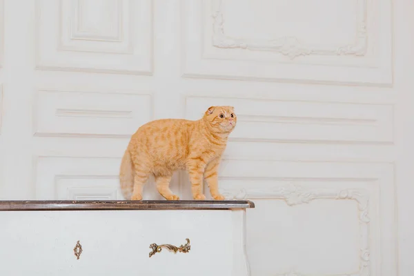 Macska Otthon Skót Fold Macska Tenyészt Élet Háziállattal Állatbarát Vörös — Stock Fotó