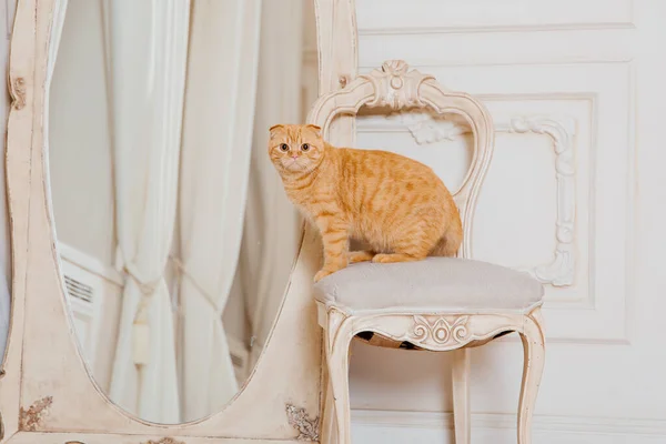 Gato Casa Scottish Fold Raza Gato Vida Con Mascota Aceptan — Foto de Stock