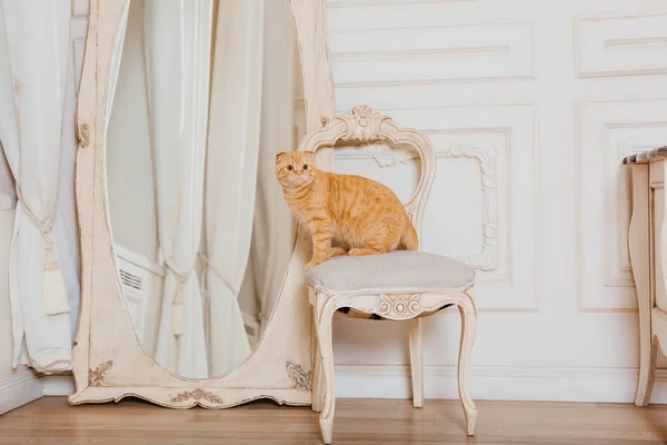 Katten Hjemme Gammel Skotsk Katt Livet Med Kjæledyr Dyrevennlig Rød – stockfoto