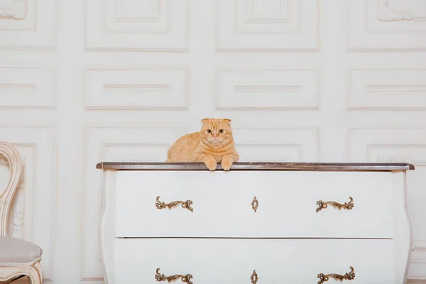 Кішка Вдома Шотландська Порода Кішок Життя Домашнім Улюбленцем Дружелюбна Червоний — стокове фото