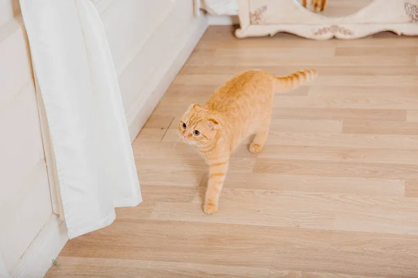 Katze Hause Scottish Fold Katzenrasse Leben Mit Haustier Haustierfreundlich Rote — Stockfoto