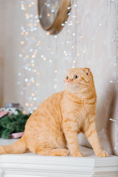 Новым Годом Рождеством Праздником Портрет Породы Кошек Scottish Fold — стоковое фото