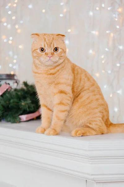 Feliz Ano Novo Natal Celebração Raça Gato Scottish Fold Retrato — Fotografia de Stock
