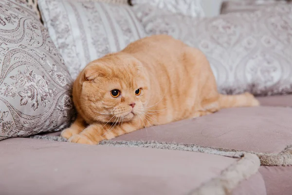 猫在家里 苏格兰折叠猫品种 和宠物生活在一起宠物友好 黄眼睛 — 图库照片