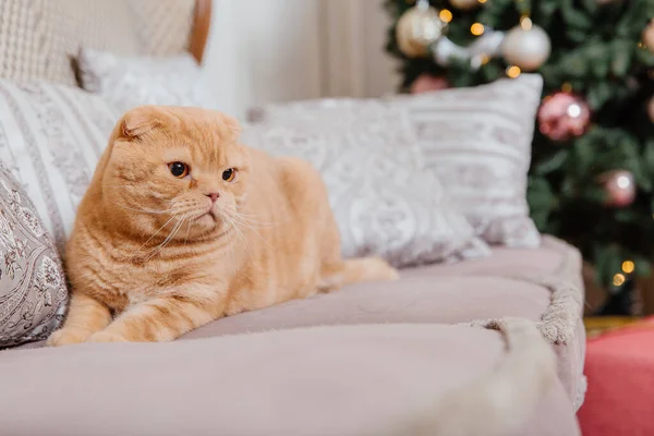 Frohes Neues Jahr Weihnachtsfeiertage Und Feiern Katzenzucht Scottish Fold Portrait — Stockfoto