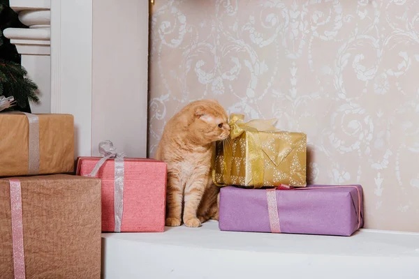 stock image Happy New Year, Christmas holidays and celebration. Cat breed Scottish Fold portrait.