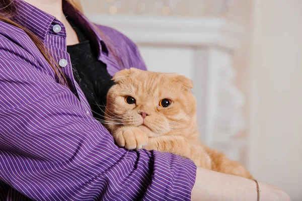 Macska Otthon Skót Fold Macska Tenyészt Élet Háziállattal Állatbarát Vörös — Stock Fotó