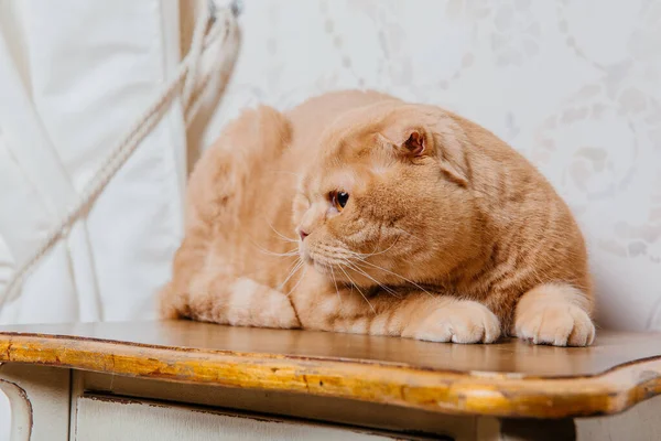 家で猫 スコットランド猫の種を折ります ペットとの生活 ペットフレンドリーな 黄色い目の赤い猫 — ストック写真