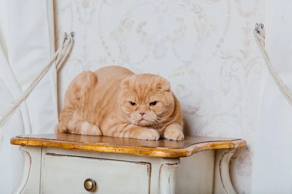 家で猫 スコットランド猫の種を折ります ペットとの生活 ペットフレンドリーな 黄色い目の赤い猫 — ストック写真