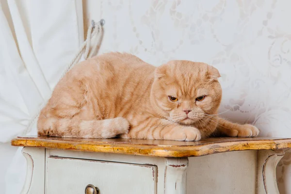 Kočka Doma Scottish Fold Cat Breed Život Mazlíčkem Přátelský Zvířatům — Stock fotografie