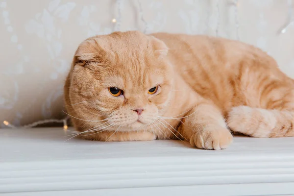 Gato Casa Scottish Fold Raza Gato Vida Con Mascota Aceptan — Foto de Stock