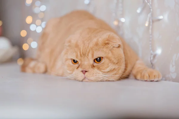 ハッピーニューイヤー クリスマス休暇やお祝い 猫種スコットランドの折り肖像画 — ストック写真