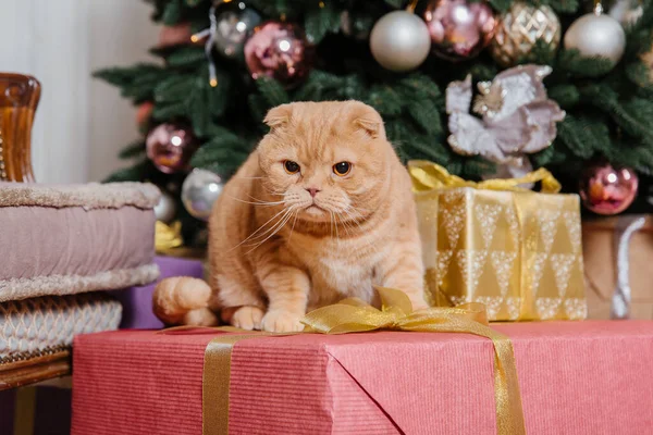 stock image Happy New Year, Christmas holidays and celebration. Cat breed Scottish Fold portrait.