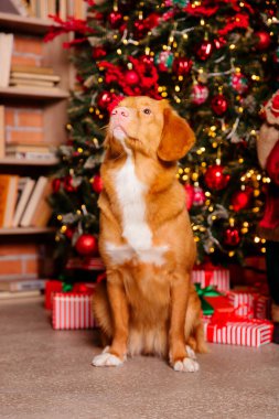 Mutlu yıllar, Noel tatilleri ve kutlamalar. Noel ağacının yanında bir köpek.. 