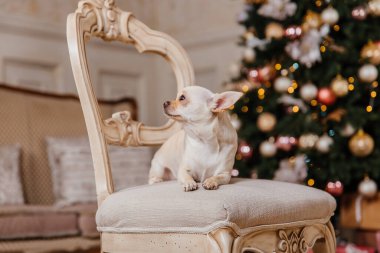 Mutlu yıllar, Noel tatilleri ve kutlamalar. Noel ağacının yanında bir köpek.. 