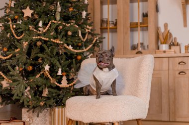 Noel ağacıyla süslenmiş şirin elbiseli Fransız Bulldog. Komik köpek. Yeni yıl tatilleri. Giyinik evcil hayvan. Aralık ayı kapalı