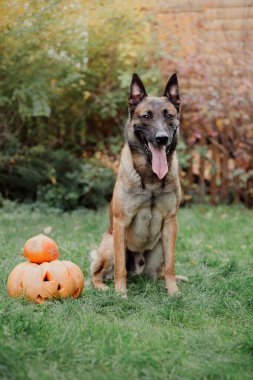 Sonbaharda balkabaklı bir köpek. Cadılar Bayramı köpeği. Belçikalı Çobanlar Malinois köpeği