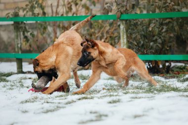 Kışın Belçika çoban köpeği Malinois Puppy. Köpek kumu. Köpek kulübesi. Kış kar mevsimi