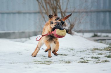 Kışın Belçika çoban köpeği Malinois Puppy. Köpek kumu. Köpek kulübesi. Kış kar mevsimi