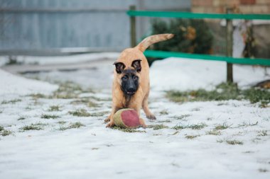 Kışın Belçika çoban köpeği Malinois Puppy. Köpek kumu. Köpek kulübesi. Kış kar mevsimi