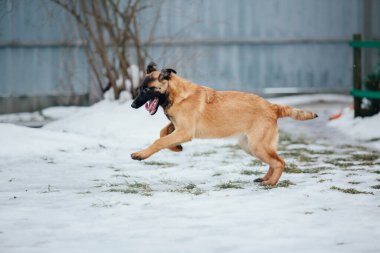 Kışın Belçika çoban köpeği Malinois Puppy. Köpek kumu. Köpek kulübesi. Kış kar mevsimi