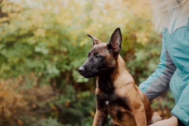 Belçika çoban köpeği Malinois 'in yavru köpek portresi. Sonbahar, sonbahar. Yürüyüşteki mutlu köpek