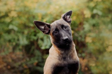 Belçika çoban köpeği Malinois 'in yavru köpek portresi. Sonbahar, sonbahar. Yürüyüşteki mutlu köpek