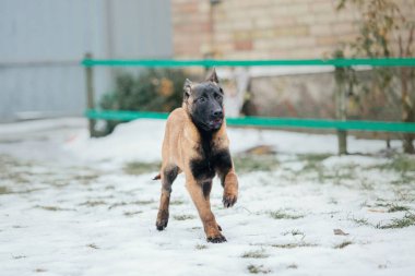 Kışın Belçika çoban köpeği Malinois Puppy. Köpek kumu. Köpek kulübesi. Kış kar mevsimi