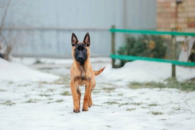 Kışın Belçika çoban köpeği Malinois Puppy. Köpek kumu. Köpek kulübesi. Kış kar mevsimi