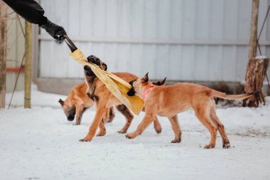 Kışın Belçika çoban köpeği Malinois Puppy. Köpek kumu. Köpek kulübesi. Kış kar mevsimi