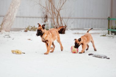 Kışın Belçika çoban köpeği Malinois Puppy. Köpek kumu. Köpek kulübesi. Kış kar mevsimi