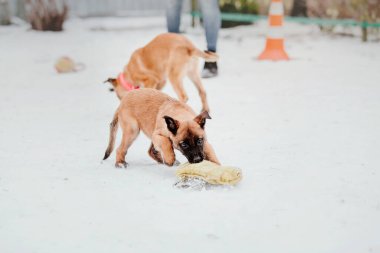 Kışın Belçika çoban köpeği Malinois Puppy. Köpek kumu. Köpek kulübesi. Kış kar mevsimi