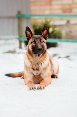 Kışın Belçika çoban köpeği Malinois. Soğuk mevsimde polis köpeği. Kardaki köpek.