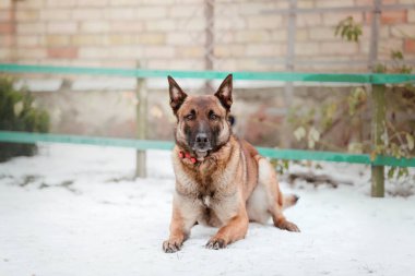 Kışın Belçika çoban köpeği Malinois. Soğuk mevsimde polis köpeği. Kardaki köpek.