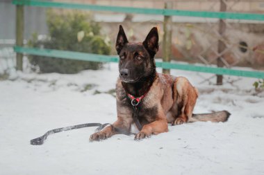 Kışın Belçika çoban köpeği Malinois. Soğuk mevsimde polis köpeği. Kardaki köpek.