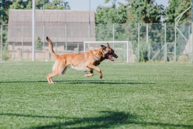 Working malinois dog. Belgian shepherd dog. Police, guard dog