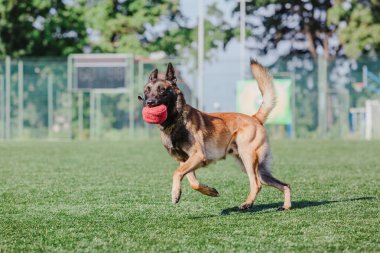 Working malinois dog. Belgian shepherd dog. Police, guard dog