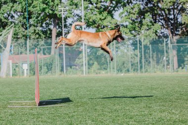 Working malinois dog. Belgian shepherd dog. Police, guard dog